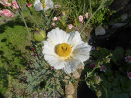 Romneya coulteri
