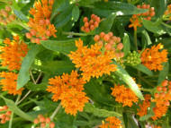 Asclepias tuberosa