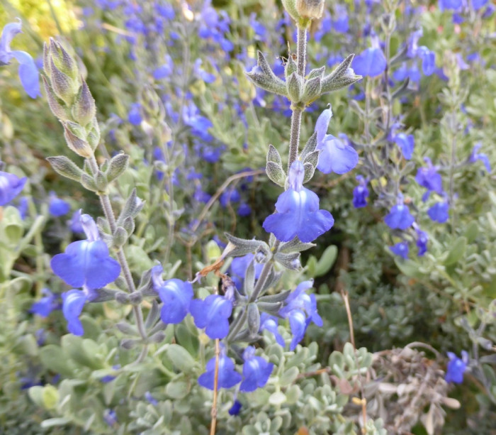 Salvia chamaedryoides