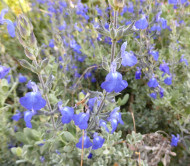 Salvia chamaedryoides