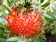 Leucospermum 'Fynlpre' AYOBA RED (AYOBA series )