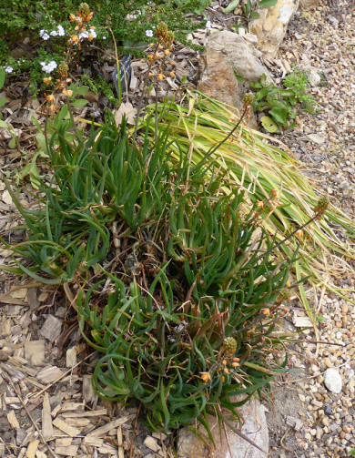 Bulbine frutescens