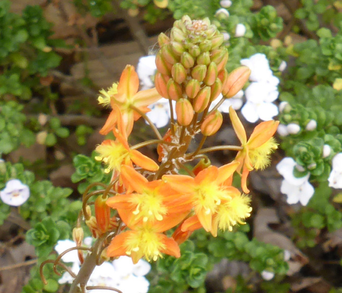 Bulbine frutescens