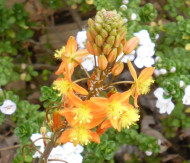 Bulbine frutescens