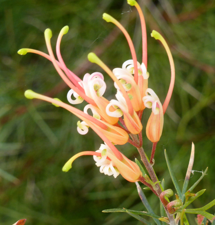 Grevillea x semperflorens