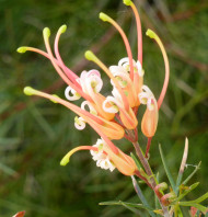 Grevillea x semperflorens