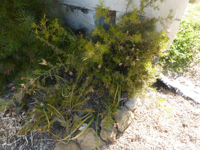 Grevillea x semperflorens