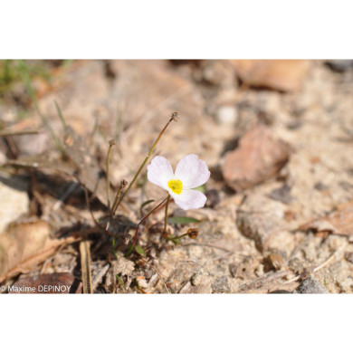 Baldellia ranunculoides