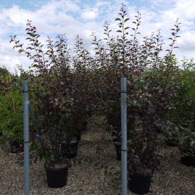 Malus COCCINELLA® 'Courtarou'