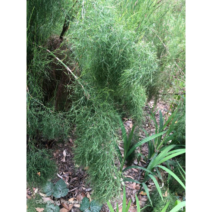 Baloskion tetraphyllum