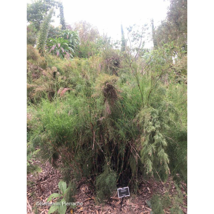 Baloskion tetraphyllum