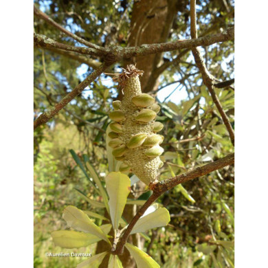 Banksia integrifolia