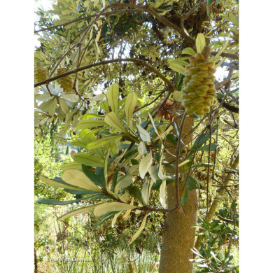 Banksia integrifolia