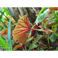 Begonia grandis (Evansiana Group )