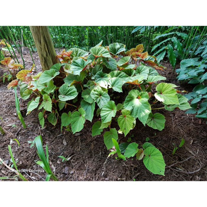 Begonia grandis (Evansiana Group )
