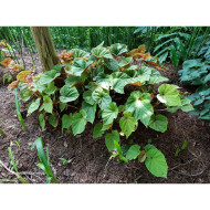 Begonia grandis (Evansiana Group )