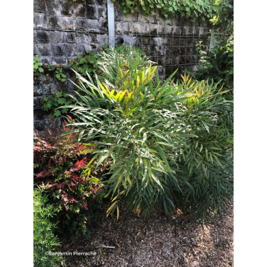 Mahonia eurybracteata 'Minganpi' SWEET WINTER®