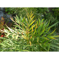 Mahonia eurybracteata 'Minganpi' SWEET WINTER®