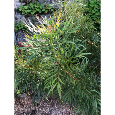 Mahonia eurybracteata 'Minganpi' SWEET WINTER®