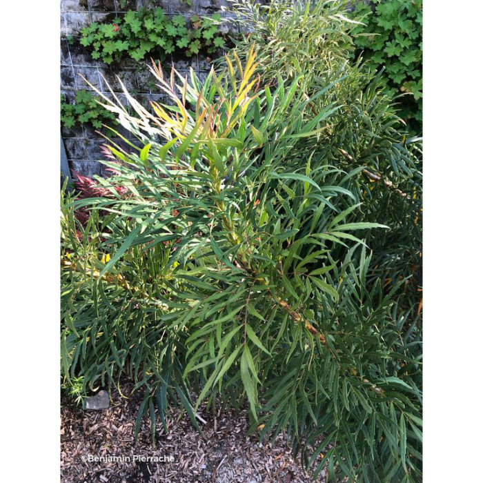 Mahonia eurybracteata 'Minganpi' SWEET WINTER®
