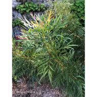 Mahonia eurybracteata 'Minganpi' SWEET WINTER®