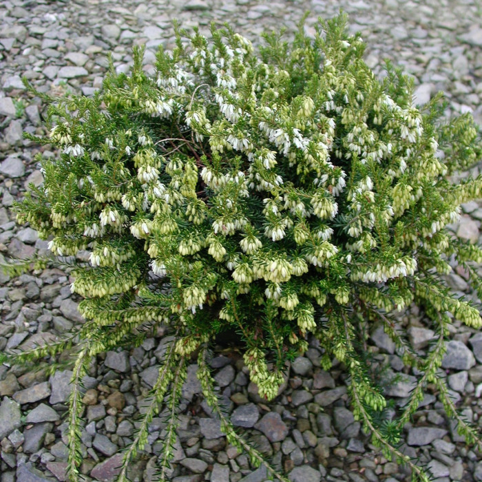 Erica carnea 'Springwood White'