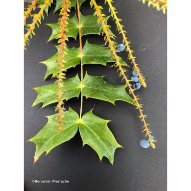 Mahonia bealei