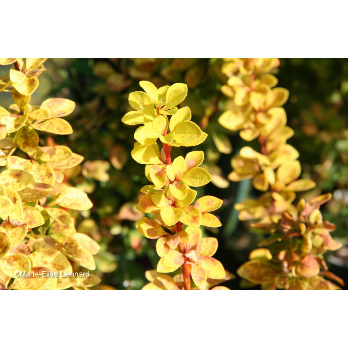 Berberis thunbergii Maria®
