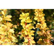 Berberis thunbergii Maria®