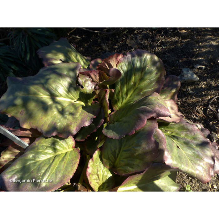 Bergenia crassifolia