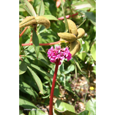 Bergenia cordifolia 'Eroica'