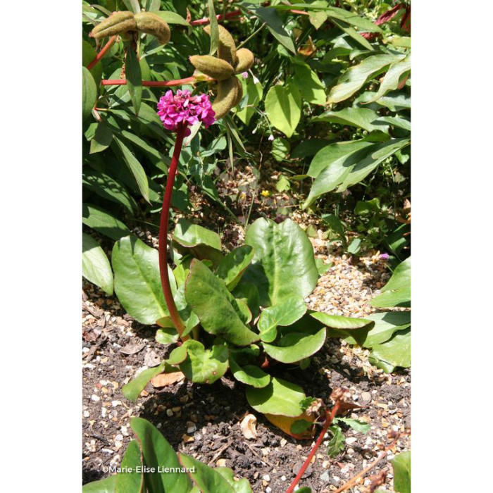 Bergenia cordifolia 'Eroica'