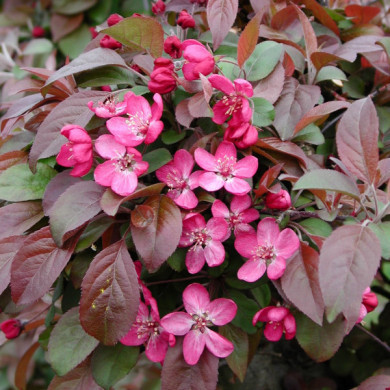 Malus COCCINELLA® 'Courtarou'