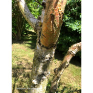 Betula Crimson Frost