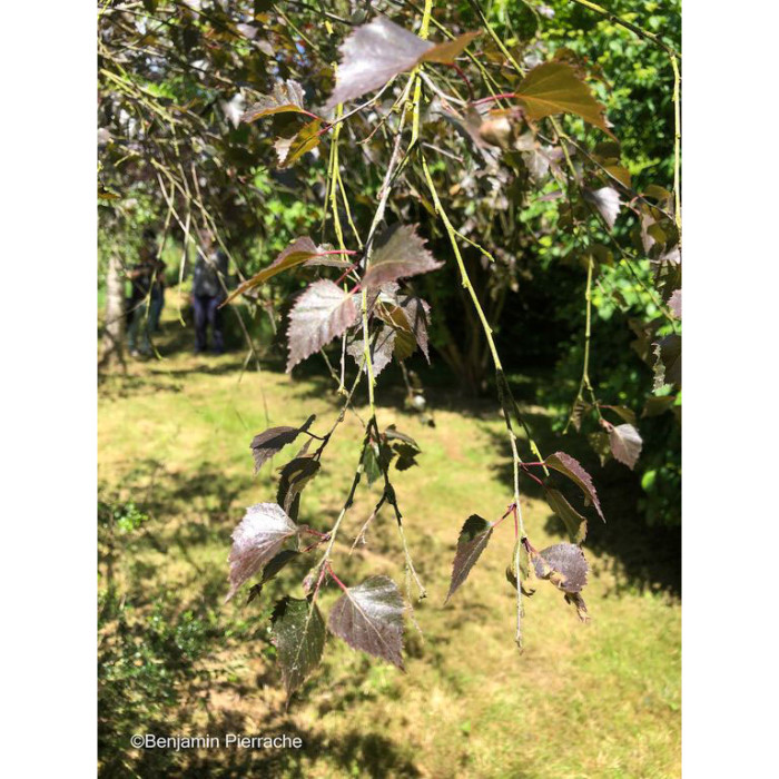 Betula Crimson Frost