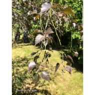 Betula Crimson Frost