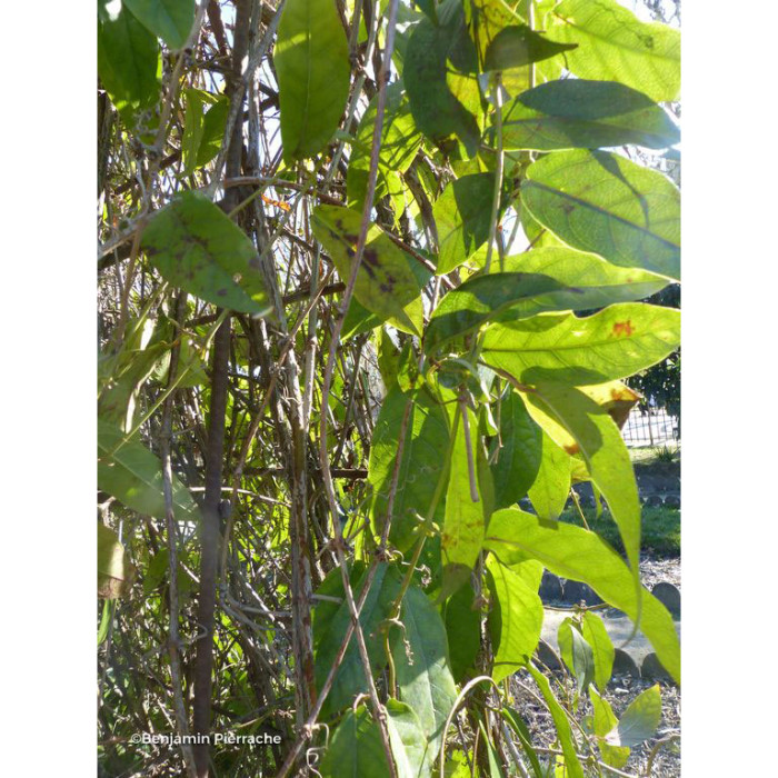 Campsis capreolata