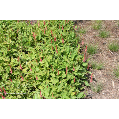 Persicaria amplexicaulis Orangofield®