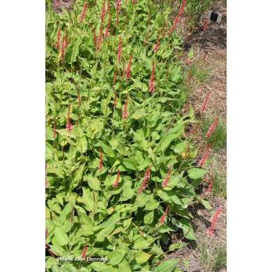 Persicaria amplexicaulis Orangofield®