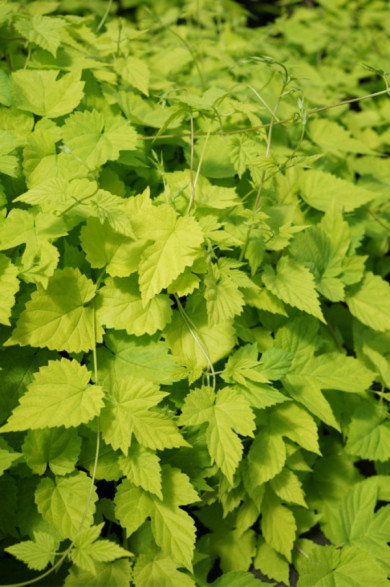 Humulus lupulus 'Aureus'