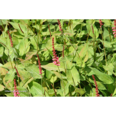 Persicaria amplexicaulis Orangofield®