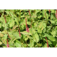Persicaria amplexicaulis Orangofield®