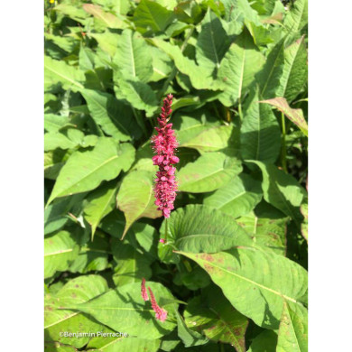 Persicaria amplexicaulis 'Blackfield'