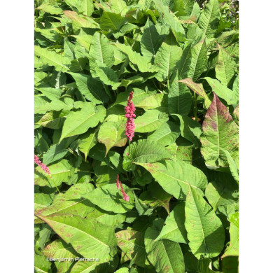 Persicaria amplexicaulis 'Blackfield'