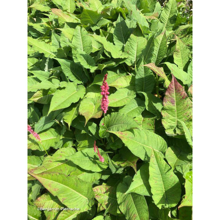 Persicaria amplexicaulis 'Blackfield'