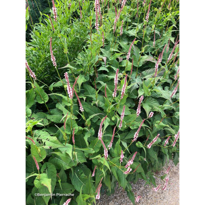 Persicaria amplexicaulis 'Rosea'