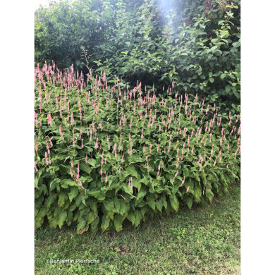 Persicaria amplexicaulis 'Rosea'