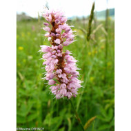 Persicaria bistorta