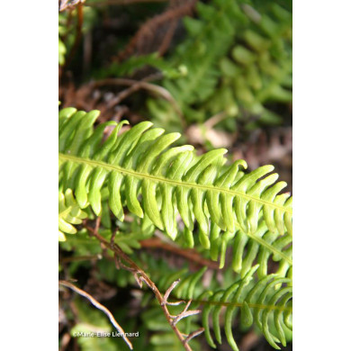 Blechnum spicant