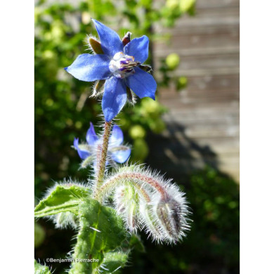 Borago officinalis